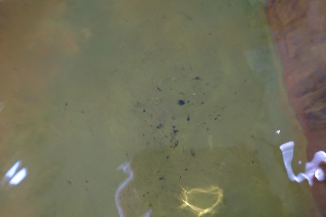 浴槽に沈殿する湯の花