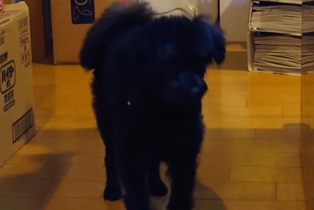 休石温泉の犬