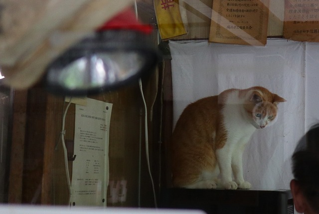 旅館 二階堂の猫