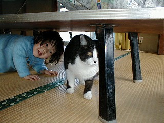湯端温泉の猫