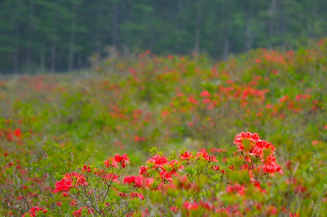 湯の丸高原のレンゲツツジ