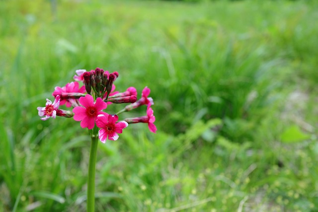 休暇村嬬恋鹿沢の野草園のクリンソウ