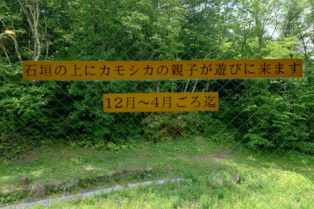 カモシカ親子の表示