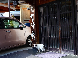 草津舘の玄関と猫