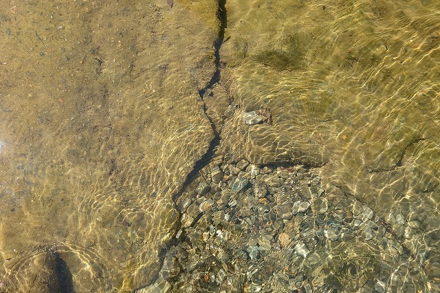 尻焼温泉のアワ
