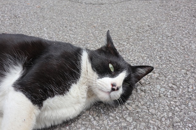 花いちのはっちゃん