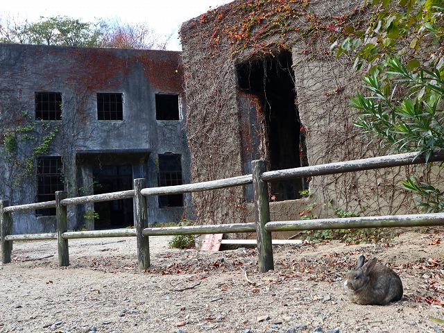 大久野島の毒ガス研究所廃墟とうさぎ