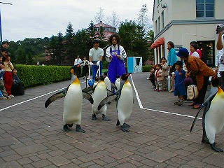 登別マリンパークニクスのペンギン散歩