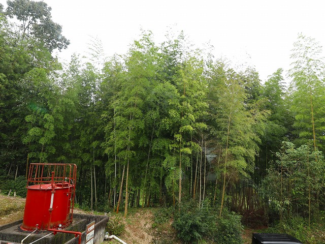 香寺荘の竹林