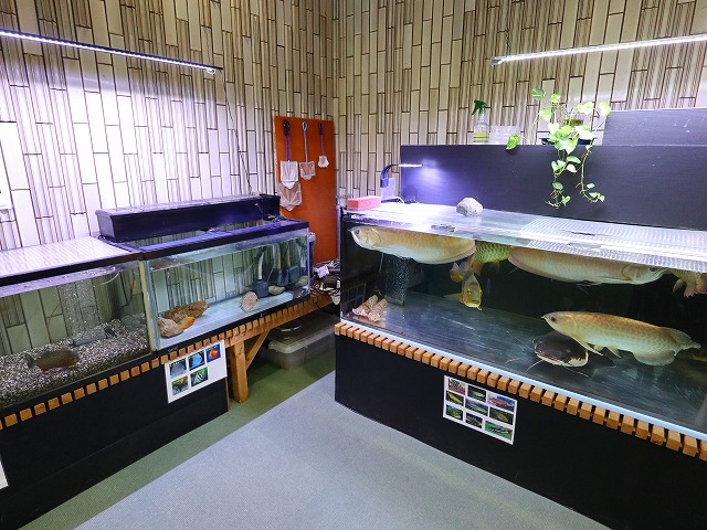 香寺荘の熱帯魚やカメの水槽