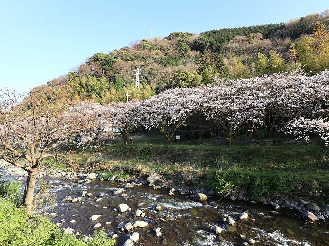 湯河原の桜