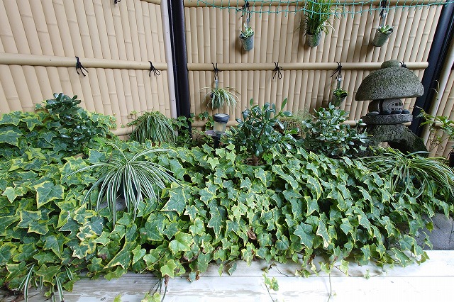 露天風呂の植え込み