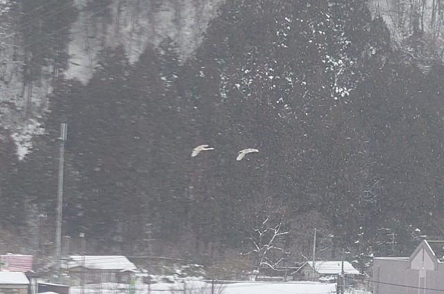 白鳥にズーム