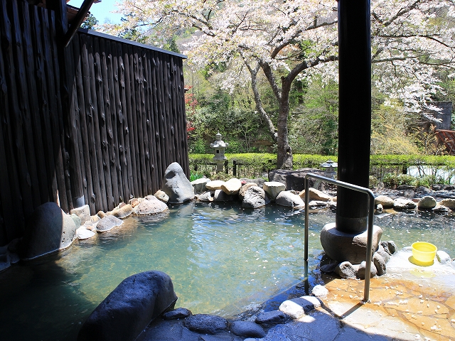 桜と仙庄館の露天風呂