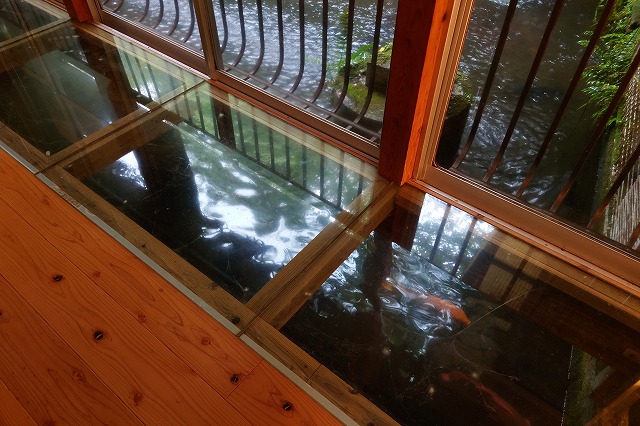 加久藤温泉の鯉
