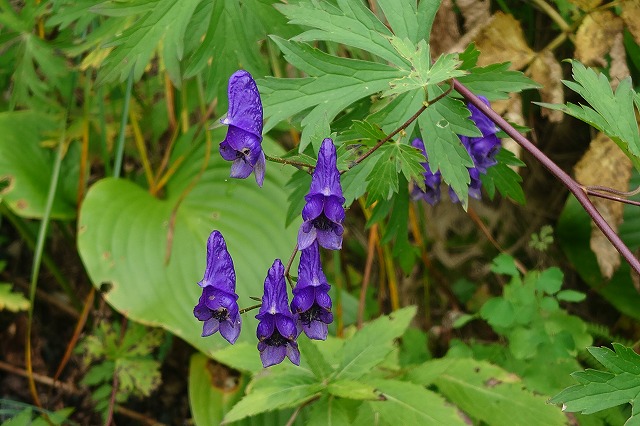 高山植物