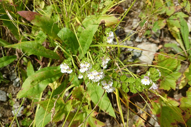 高山植物