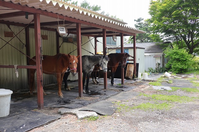 浅間山荘の馬