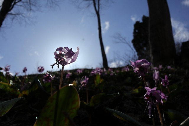 光の当たるカタクリの花