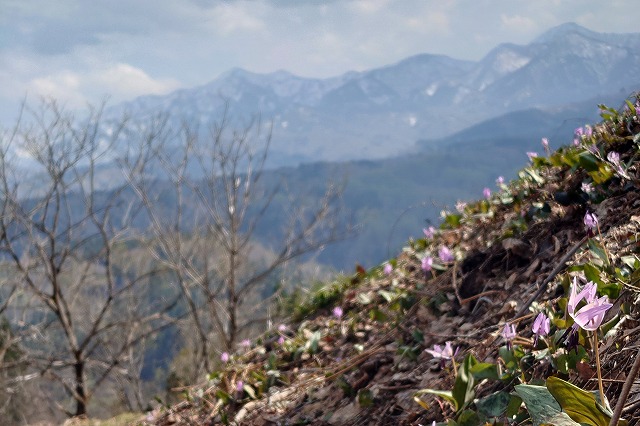 カタクリ群生地