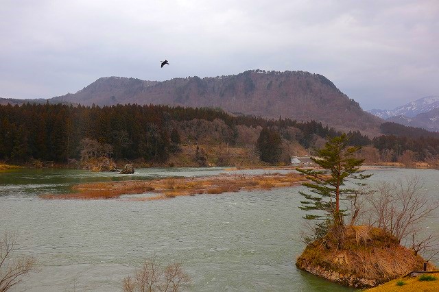 阿賀野川のカワウ