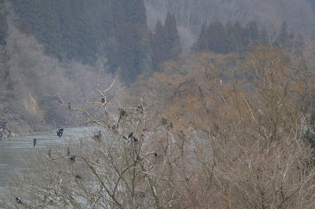 阿賀野川のカワウ