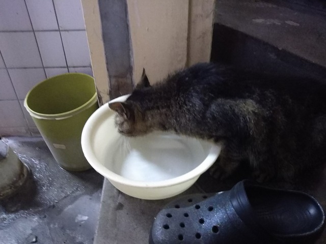 八幡温泉の猫