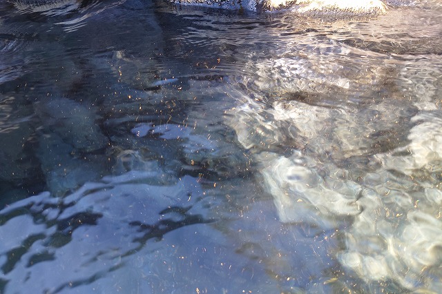 伊東温泉　陽気館の湯の花