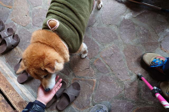 日光澤温泉看板犬のサンボ