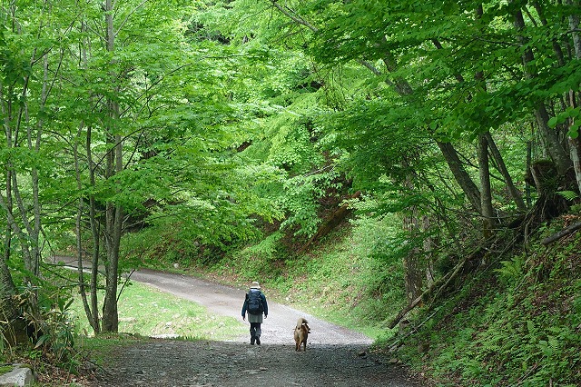 手白澤温泉の看板犬「岳」