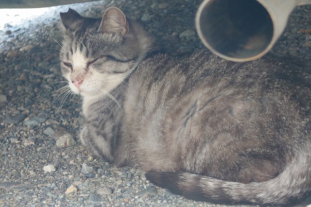 保護猫のゴマサバちゃん