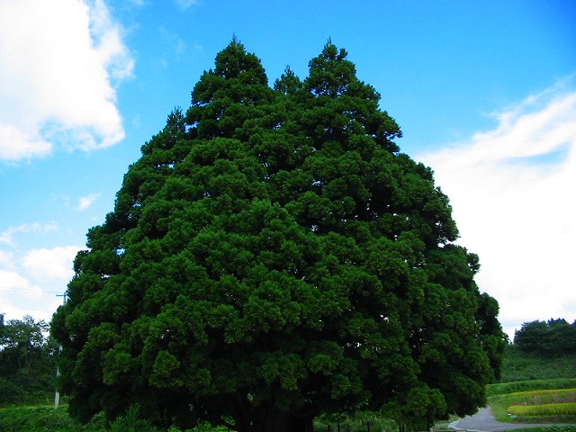 小杉の大杉(トトロの木)