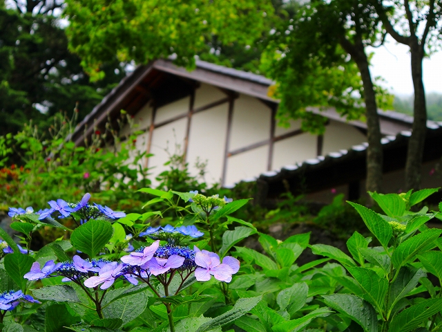 奈良田の里温泉 女帝の湯と紫陽花