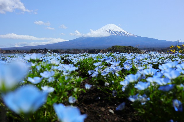 大石公園の富士山と河口湖とネモフィラ