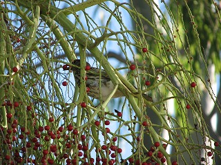 食いしん坊な野鳥たち