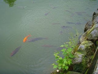 函館大沼プリンスホテル 露天風呂の池と鯉