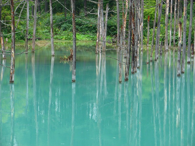人気の景勝地　美瑛(白銀)の青い池