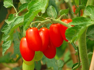 オークビレッジ柏の葉のトマト