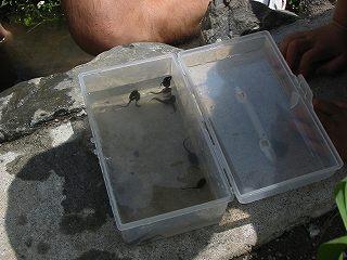 温泉と地熱愛好ブログ おたまじゃくしの餌