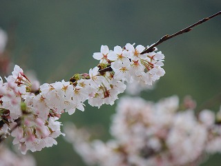 吉野山温泉 湯元 宝の家から見る桜
