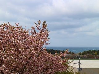 男鹿温泉郷 元湯 雄山閣から見る海と桜